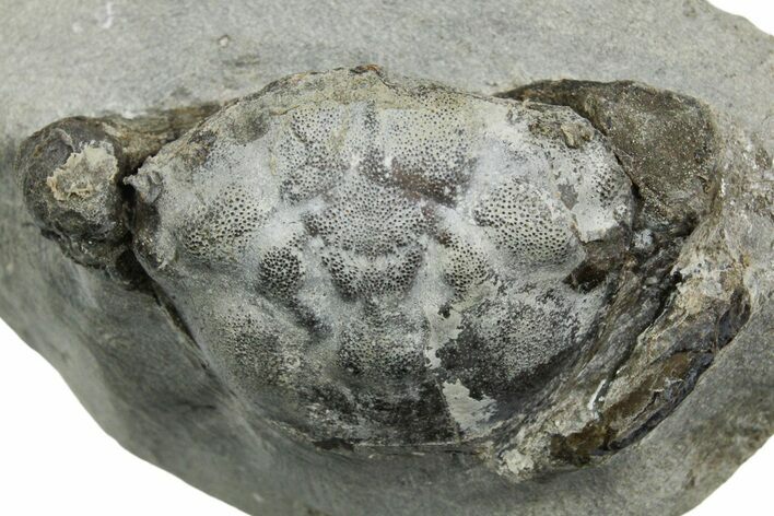 Eocene Fossil Crab (Pulalius) - Washington State #354983